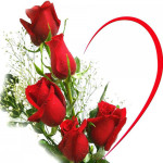 rosas-san-valentin-2