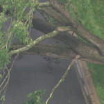Tree-down-4_1463519674597_4427365_ver1.0_1280_720