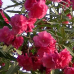 planta-de-laurel-de-flor-rosa-exterior-maceta-tierra-jardin-635711-MLA20604728565_022016-F