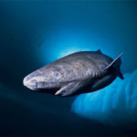 tiburones