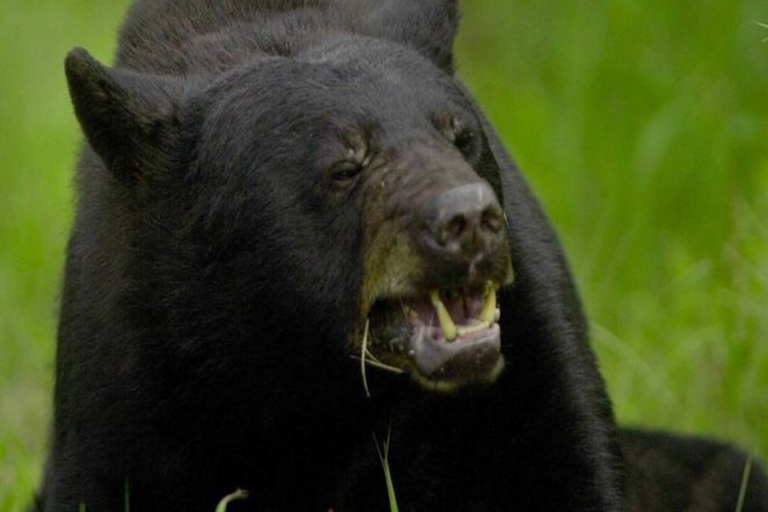 Mujer sobrevive ataque de oso