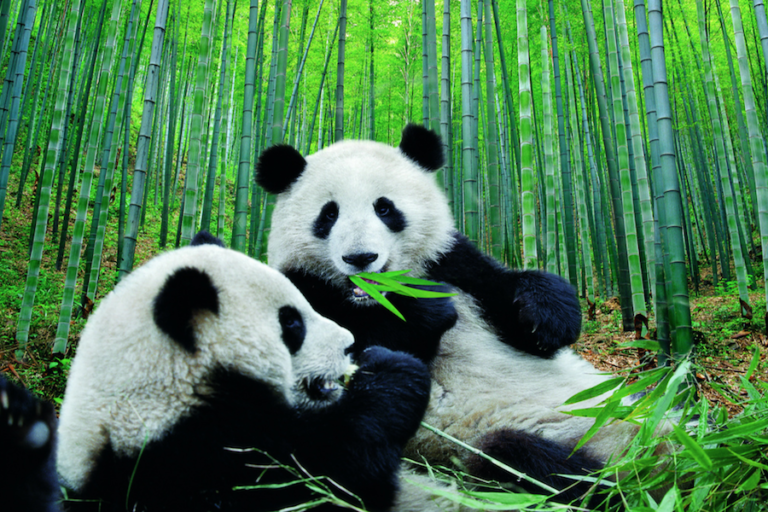 Oso panda juega con un muñeco de nieve