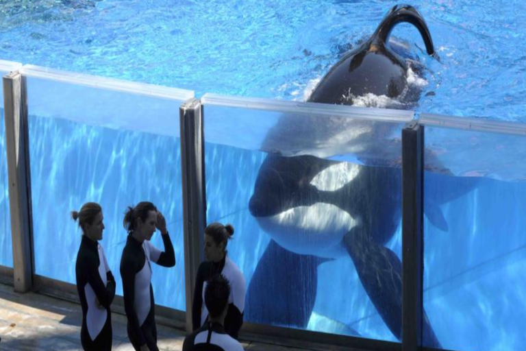 Muere Tilikum, la orca «asesina» de SeaWorld