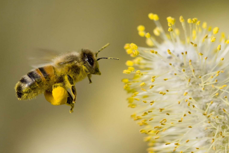 USFWS incluye un tipo de abeja en lista de especies en peligro