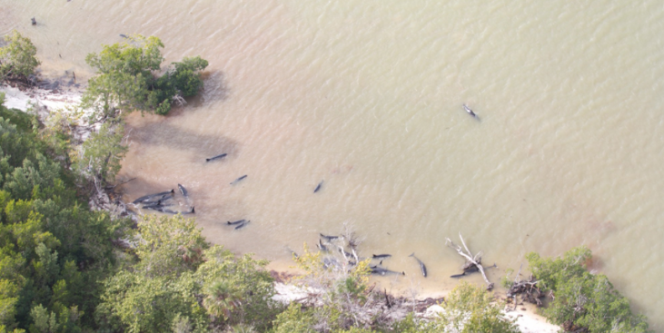 Aparecen muertas 81 orcas en la Florida