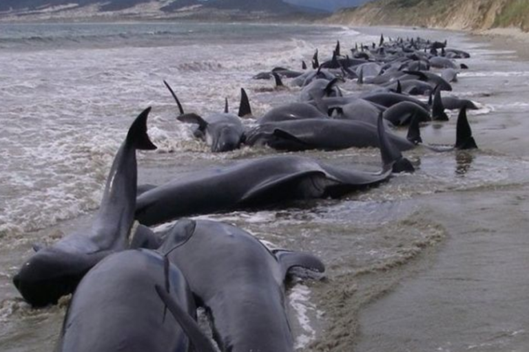 Encuentran varadas a más de 400 ballenas