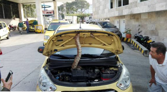 Encuentran boa en el motor de un taxi en Colombia