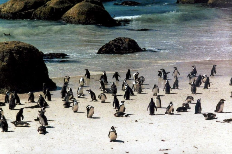 Descubren un fósil de un pingüino de 61 millones de años