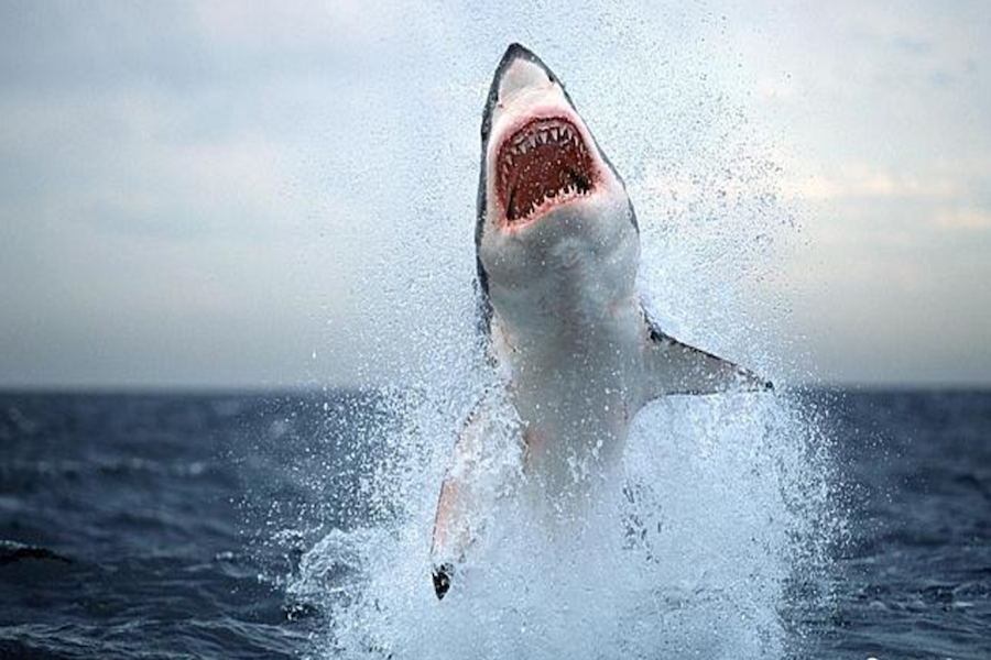 Tiburón blanco salta del mar a un bote pesquero - Progreso Hispano News