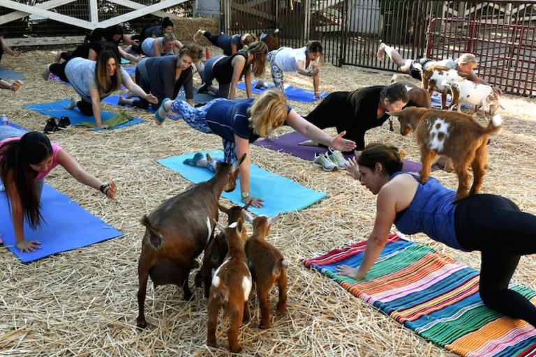 Yoga con cabras, la nueva moda para combatir el estrés