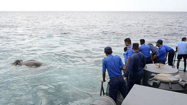Rescatan a elefante que estaba a la deriva en el océano Índico