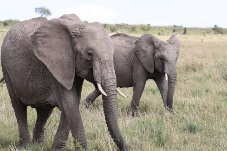 Elefante mató a su domador en Zimbabue