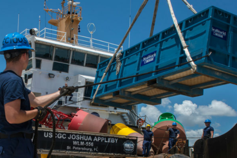 Ballena regresa al mar después de rehabilitación en SeaWorld