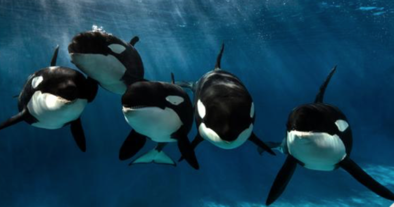 Sacrifican a la orca matriarca de SeaWorld de San Diego