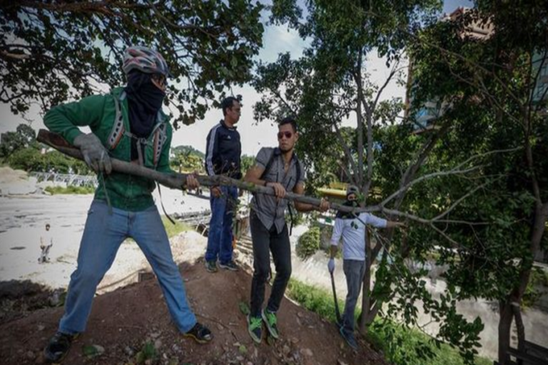 Fiscalía venezolana investiga la tala de 3.000 árboles