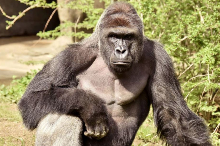 Nuevo gorila arriba a zoológico de Cincinnati