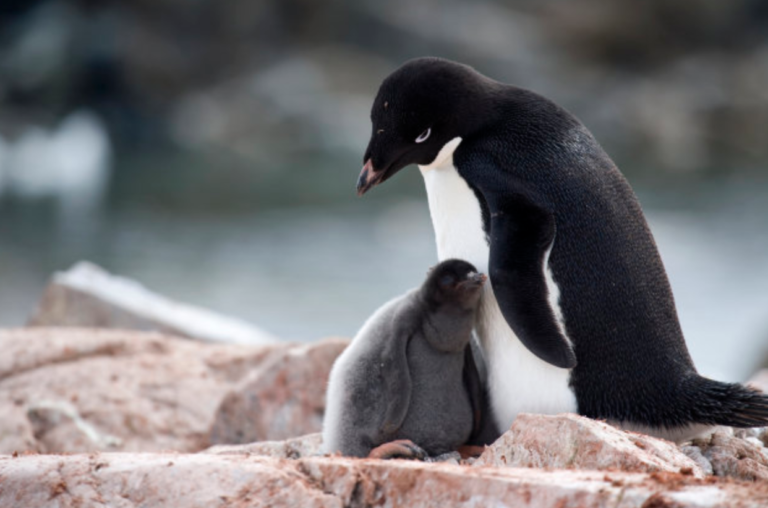 Pingüinos sufren catastrófica muerte de crías