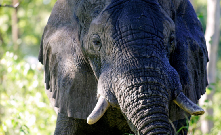 elefantes y otros grandes trofeos de caza