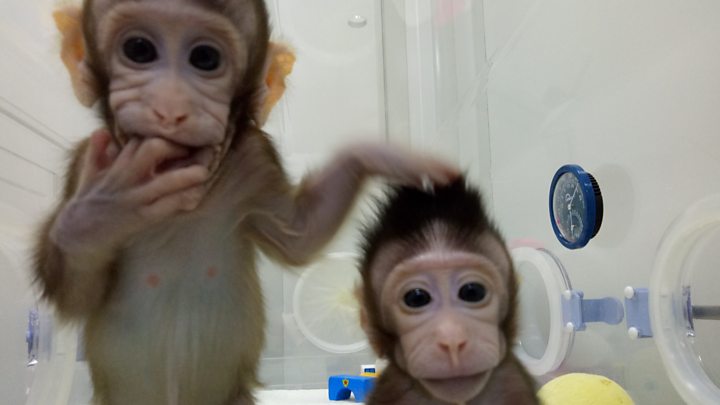 Polémica clonación de monos en China