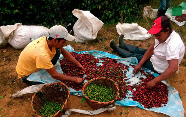 Crece exportación de cafe hondureño