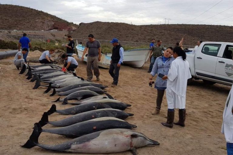 Decenas de delfines aparecen muertos en BC