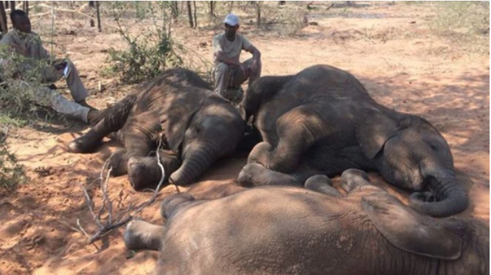 Masacre de elefantes sin precedentes en África