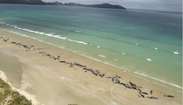 145 ballenas piloto murieron en un varamiento masivo en una playa remota de Nueva Zelanda