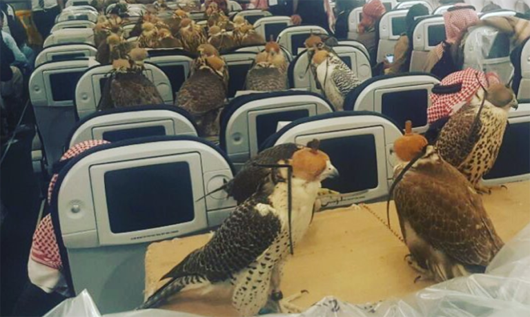 Príncipe viaja con sus 80 halcones