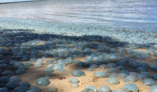 Ataque masivo de medusas en playas australianas