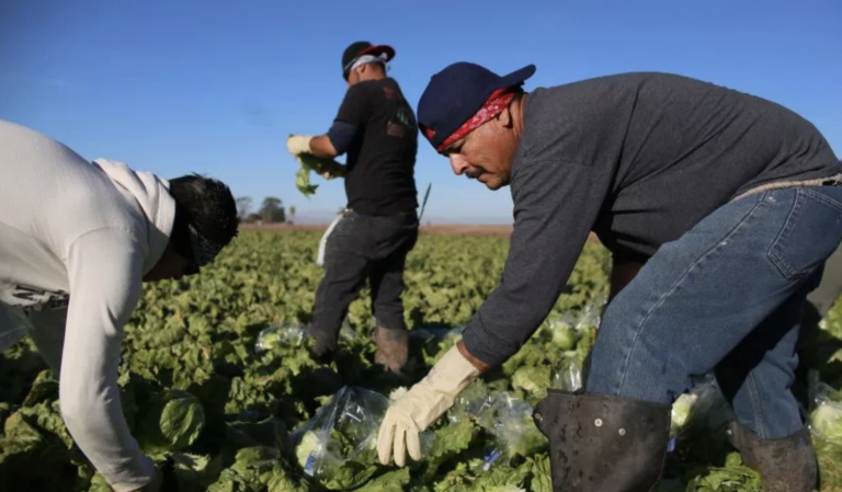 Trabajadores se beneficiarían de proyecto agrícola