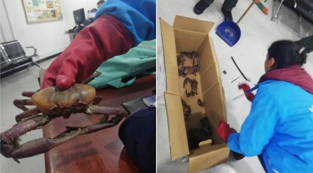 Ecuatoriana viajaba a EE.UU con 12 cangrejos