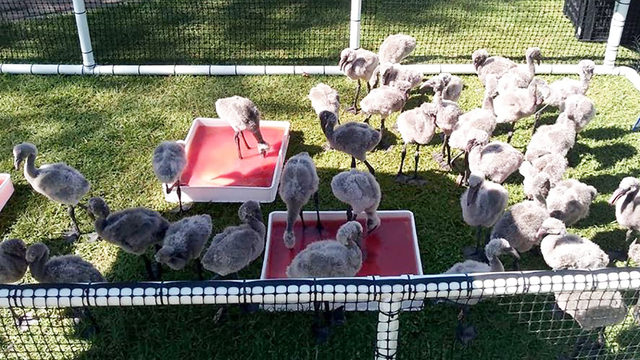 Zoológico de EU rescata 1.800 flamencos