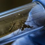dengue2
