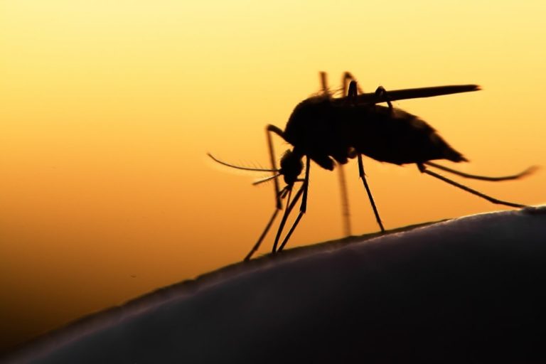 OMS admite dificultades para erradicar la malaria