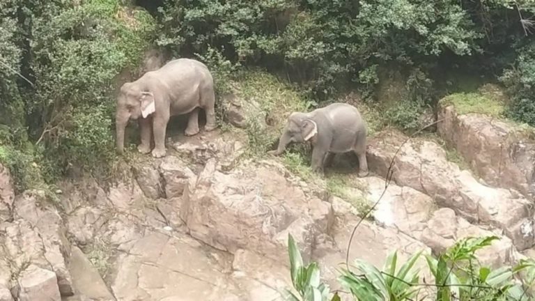 Seis elefantes mueren ahogados en Tailandia