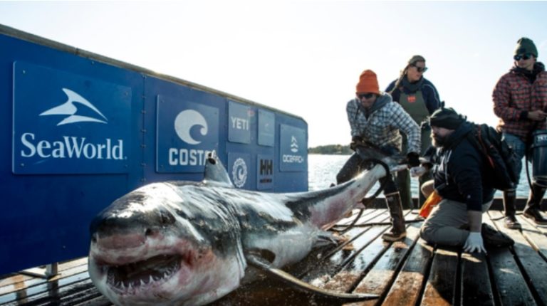 ¡Precaución!: Tiburón blanco de 907Kg nada en cayos de Florida