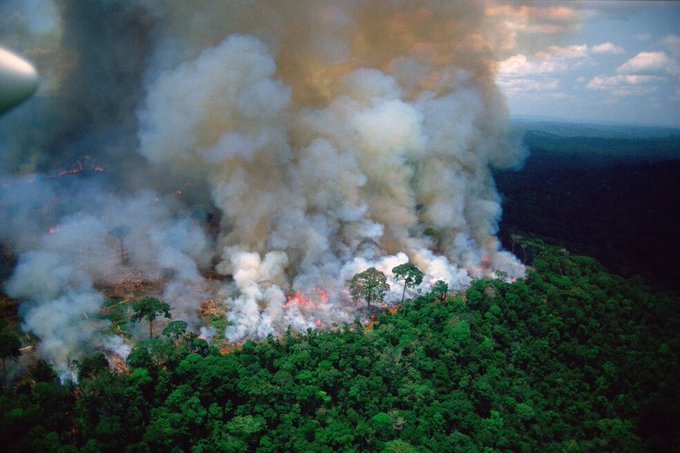 Deforestación en Amazonas llegó a nivel más alto en 11 años
