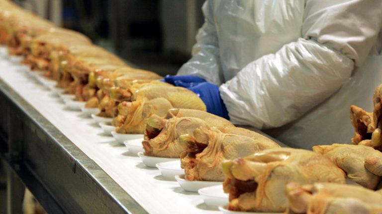 EEUU: Carne de pollo podría estar contaminada con “metal”