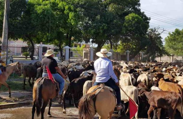 Honduras: Con ganado en las calles protestan por invasión de tierras