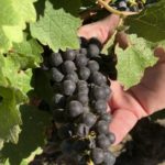 Viñedo