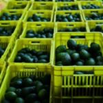 Aguacate