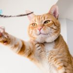 cómo cuidar a tu mascota