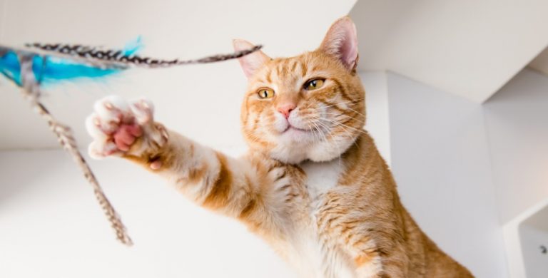 Best Friends Animal Society te enseña cómo cuidar a tu mascota felina