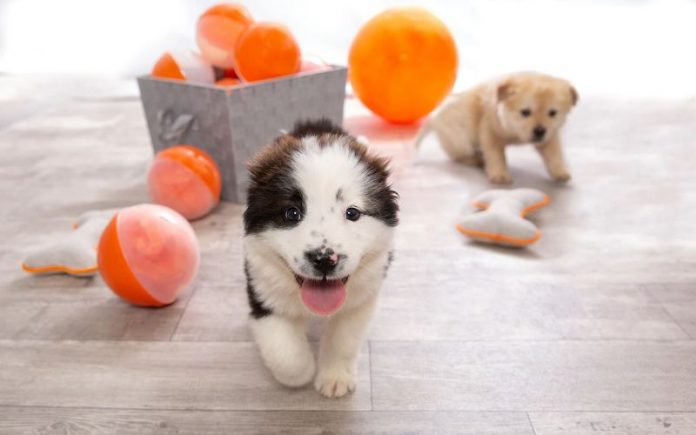 National Puppy Day: Evita que un cachorro se convierta en un adolescente irritante