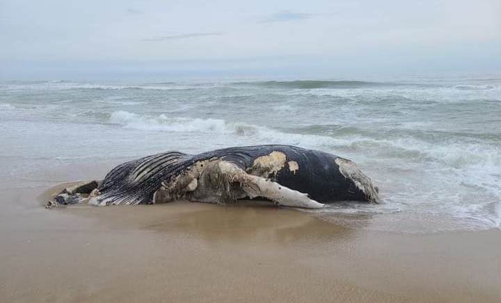 Hallada ballena muerta en costa de Outer Banks