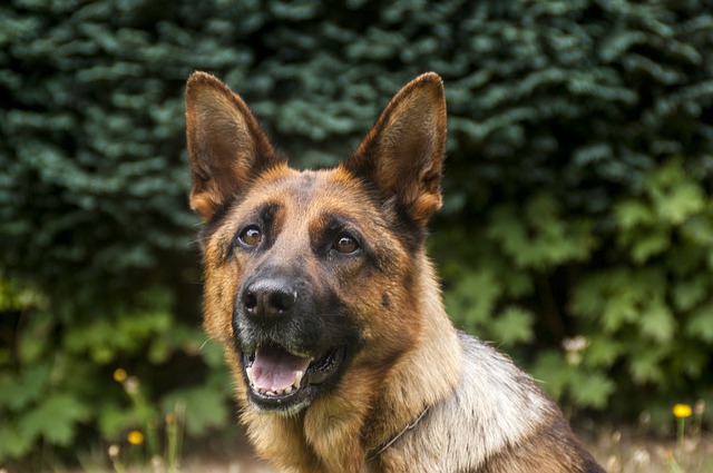 PETA repudia trato a perro de policía de Salisbury