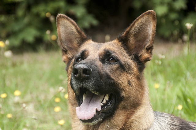 Renunció policía involucrado en polémica por trato a perro K-9