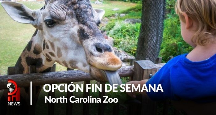 Opción fin de semana: North Carolina Zoo