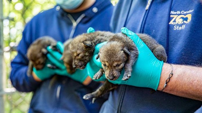 Nacieron 12 lobos en peligro crítico de extinción en zoológico de NC