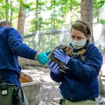 Nacieron lobos en peligro crítico de extinción en zoológico de NC